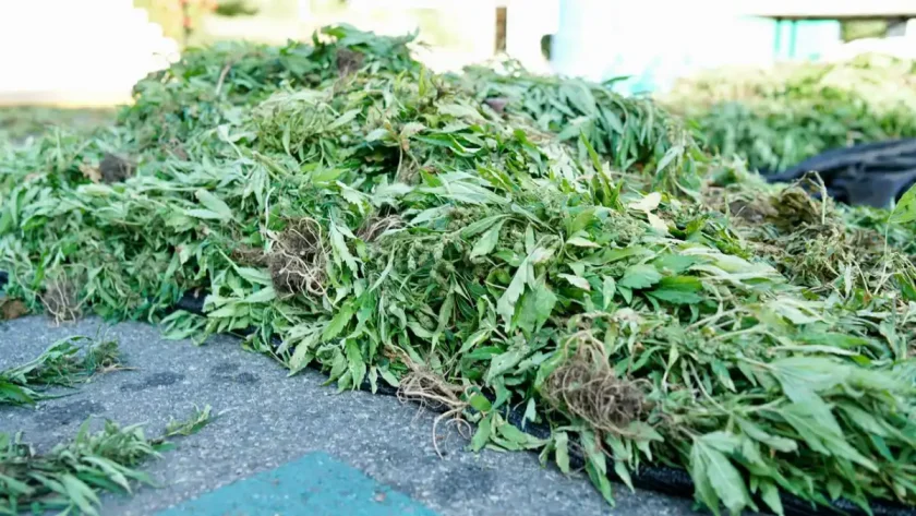 Desmantelan plantación de marihuana en Peravia