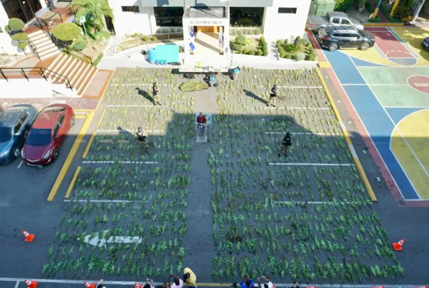 Desmantelan plantación de marihuana en Peravia