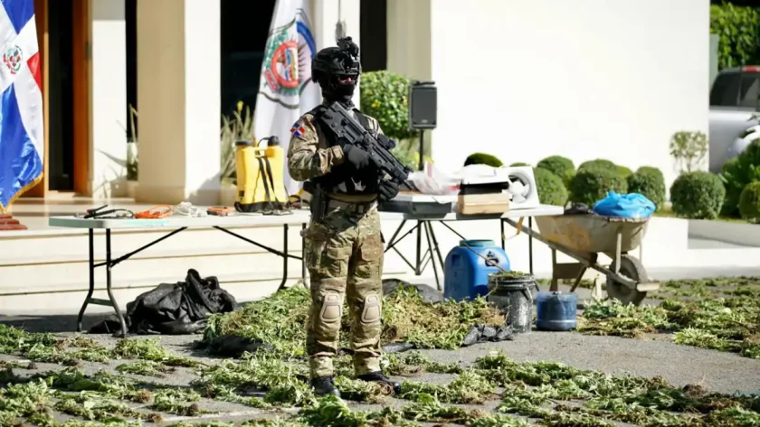 Desmantelan plantación de marihuana en Peravia