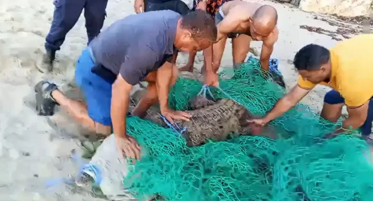 Capturan en Cabarete el cocodrilo que tuvo 5 días libre en Puerto Plata